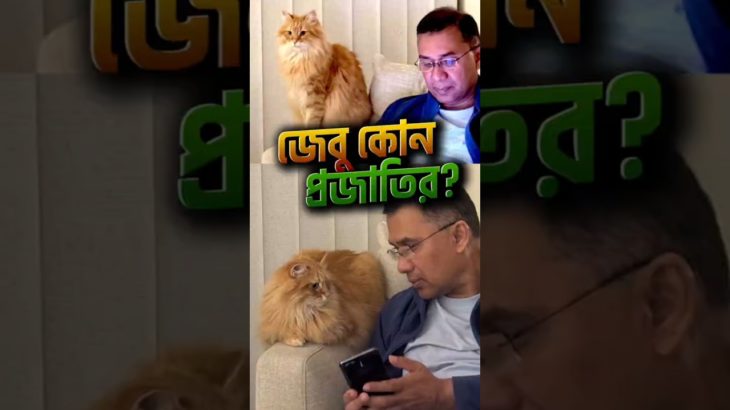 তারেক রহমানের সঙ্গে দেশে ফিরল ভাইরাল পোষা বিড়াল ‘জেবু’