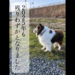 今年も残りわずかとなりました　＃ペット　＃ペットメモリアル　＃シェルティ