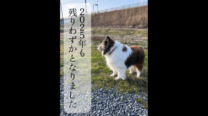 今年も残りわずかとなりました　＃ペット　＃ペットメモリアル　＃シェルティ
