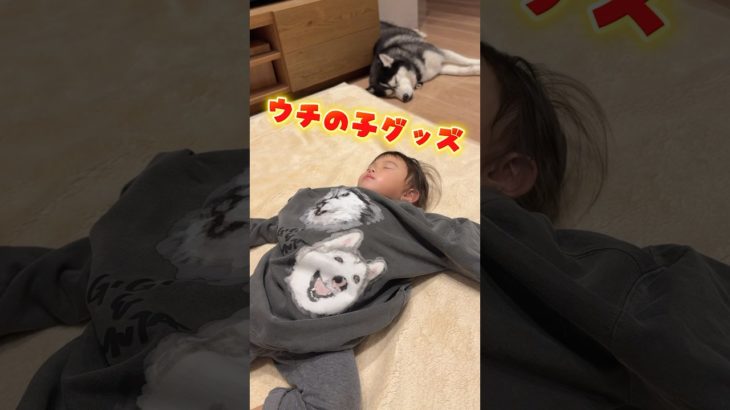 ペットのウチの子グッズ作るのって難しい😂　#赤ちゃんと犬 #シベリアンハスキー