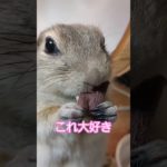 あずきも芋のオヤツが大好き　#リチャードソンジリス #ペット #リス #かわいい