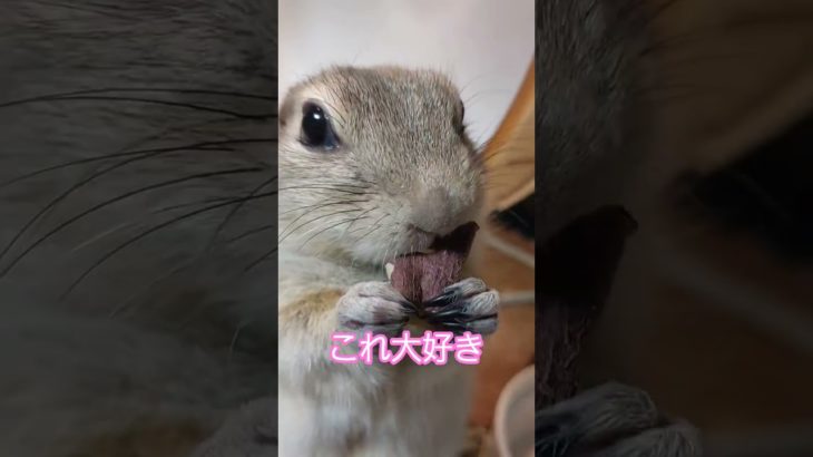 あずきも芋のオヤツが大好き　#リチャードソンジリス #ペット #リス #かわいい