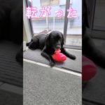 この後何もおきません　#大型犬