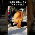 車によじ登り乗ろうとする犬！？