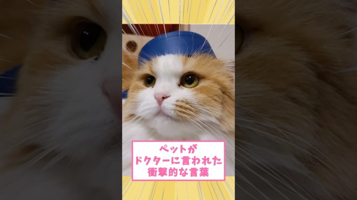 ペットがドクターに言われた衝撃的な言葉