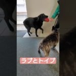 ラブとトイプ　#大型犬