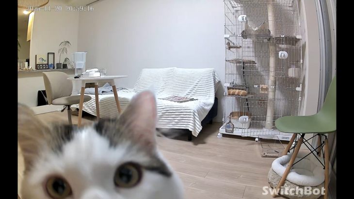 ペット検出もうちょっと頑張ってほしい！