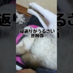 自由な猫と起きない犬