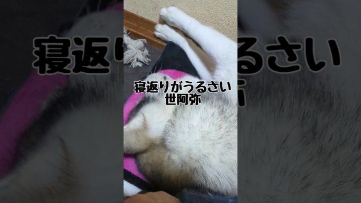 自由な猫と起きない犬