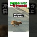 偶然出会ったけど一生守りたい縁　前足のない犬との出会いと絆　#いぬ #いい話 #いぬのきもち #犬のいる暮らし #犬動画 #感動する話