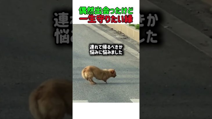 偶然出会ったけど一生守りたい縁　前足のない犬との出会いと絆　#いぬ #いい話 #いぬのきもち #犬のいる暮らし #犬動画 #感動する話