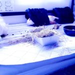 転んでないもん【モルモット】