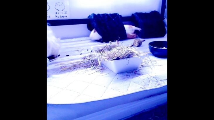 転んでないもん【モルモット】