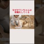 ワンちゃんが年末が実は苦手、その理由は・・・ #ペット #大晦日 #犬好きさんと繋がりたい #年末