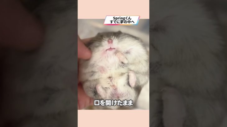 仰向けで爆睡中のハムスターが可愛い【ててらぼペット部】