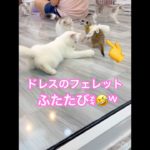 【タイのマーケットで…ペットショップ②】#海外旅行 #タイ #ペットショップ #犬 #ねこ #フェレット #パグ #ブリーダー #癒される動物