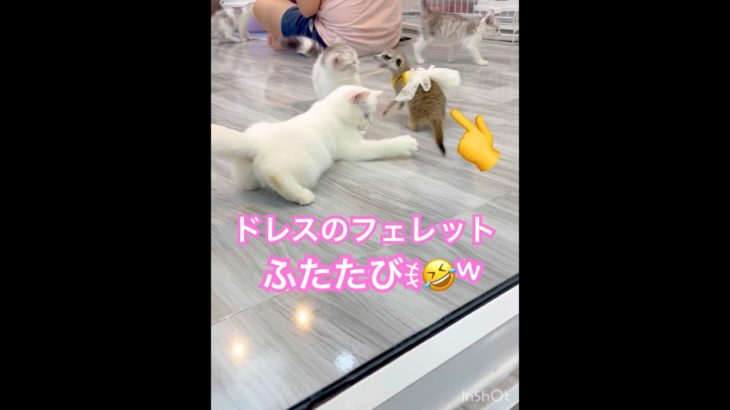 【タイのマーケットで…ペットショップ②】#海外旅行 #タイ #ペットショップ #犬 #ねこ #フェレット #パグ #ブリーダー #癒される動物