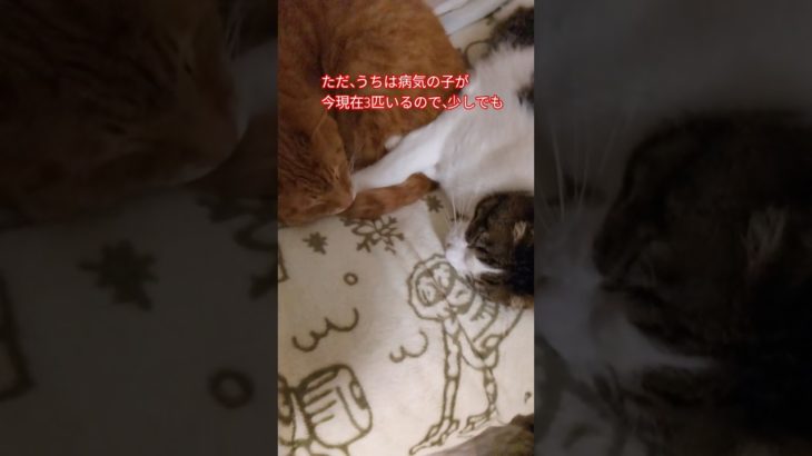 ペット保険に悩む人に⋯少しでも参考になればいいな🐈️🐈‍⬛#多頭飼い#保護猫#ベンガル#猫の病気#猫のいる生活