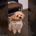 買ってきた玩具で遊んでほしいミルク🐶待っている姿がテディベアかと思った🧸😆#犬好き #可愛い#ペキプー#日常 #ペット #ペット動画#癒し#いぬのいる生活#犬好きさんと繋がりたい