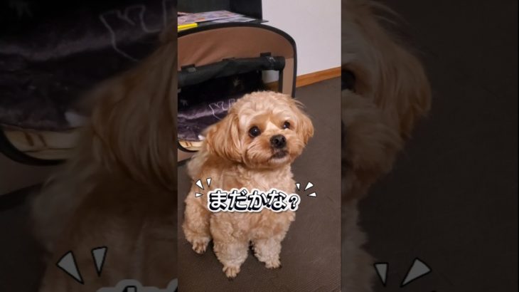 買ってきた玩具で遊んでほしいミルク🐶待っている姿がテディベアかと思った🧸😆#犬好き #可愛い#ペキプー#日常 #ペット #ペット動画#癒し#いぬのいる生活#犬好きさんと繋がりたい