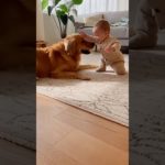 ゴールデンレトリバー赤ちゃんとボール遊び#赤ちゃんのいる生活#ペット#犬のいる暮らし