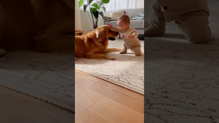 ゴールデンレトリバー赤ちゃんとボール遊び#赤ちゃんのいる生活#ペット#犬のいる暮らし