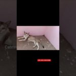 😺🐈 மேடம் இது நடிப்பு உண்மையில்ல #vairalshort #pet #cat #alagi #cutecat