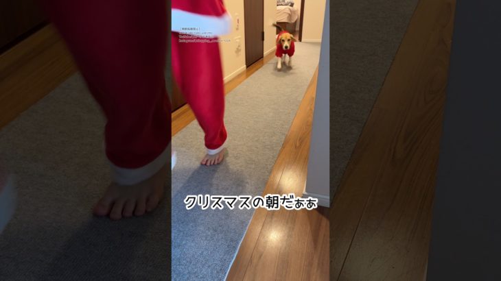 『よく分からないけど、一緒に走ってみる犬w』