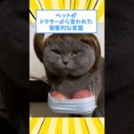 ペットがドクターから言われた衝撃的な言葉www #猫 #犬 #ペット #動物 #2ch #shorts