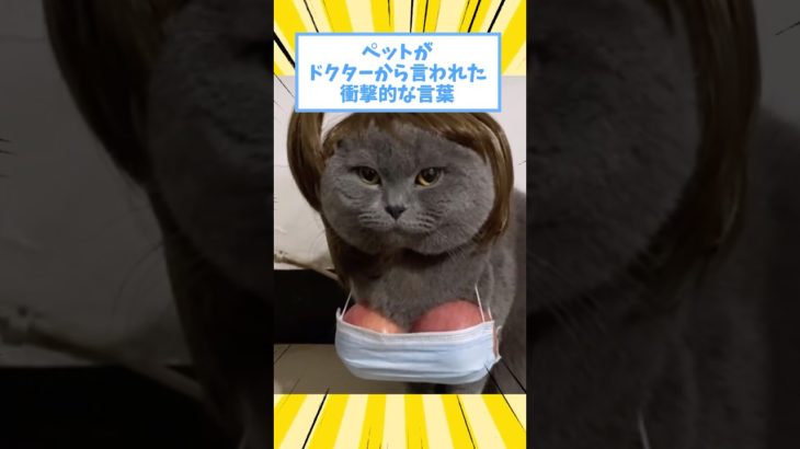 ペットがドクターから言われた衝撃的な言葉www #猫 #犬 #ペット #動物 #2ch #shorts