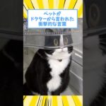 ペットがドクターから言われた衝撃的な言葉www #猫 #犬 #ペット #動物 #2ch #shorts