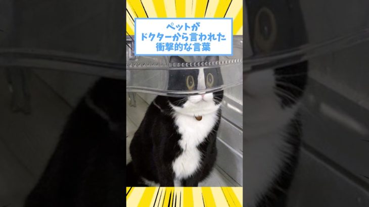 ペットがドクターから言われた衝撃的な言葉www #猫 #犬 #ペット #動物 #2ch #shorts