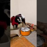 ペットたちをクリスマス仕様にしてみたら…www #shorts #shortvideo #クリスマス #ヤギ #フェレット