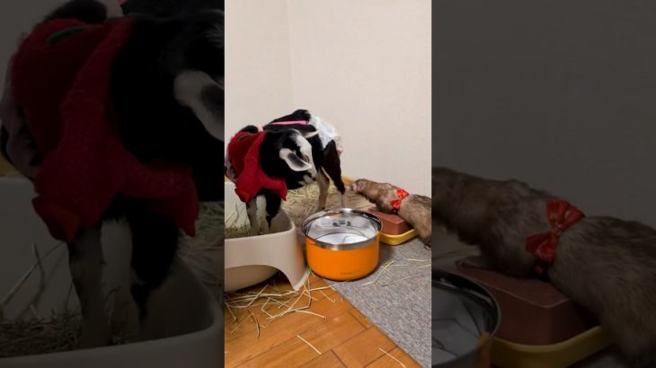 ペットたちをクリスマス仕様にしてみたら…www #shorts #shortvideo #クリスマス #ヤギ #フェレット