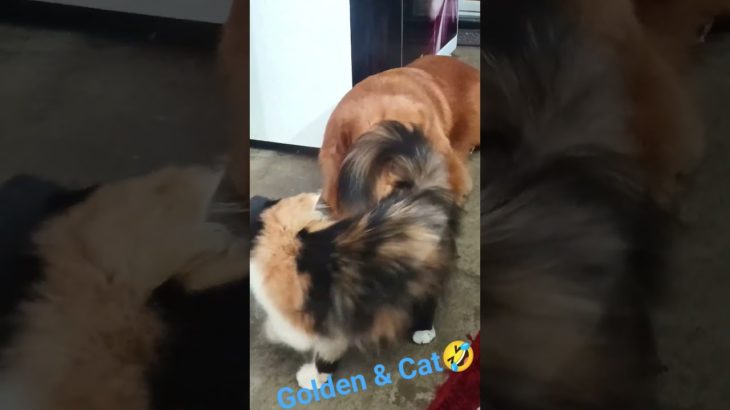 #youtubeshorts #goldenretreivers #viral pet# love pet