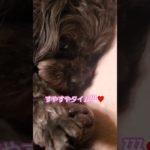チョコちゃんの🐶すやすやタイムzzZ♡#犬好き #可愛い#ペキプー#日常 #ペット #ペット動画#癒し#いぬのいる生活#犬好きさんと繋がりたい