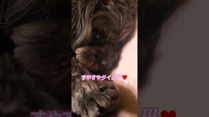 チョコちゃんの🐶すやすやタイムzzZ♡#犬好き #可愛い#ペキプー#日常 #ペット #ペット動画#癒し#いぬのいる生活#犬好きさんと繋がりたい