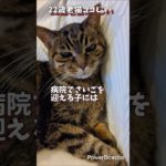 【106歳お猫さま】ペットの最期、獣医さんのお話 #ココじい #老猫 #老猫ココ #高齢猫 #シニア猫 #ココちゃん #ここちゃん #seniorcat #oldcat #御長寿猫 #獣医