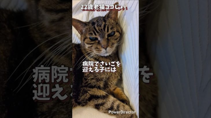 【106歳お猫さま】ペットの最期、獣医さんのお話 #ココじい #老猫 #老猫ココ #高齢猫 #シニア猫 #ココちゃん #ここちゃん #seniorcat #oldcat #御長寿猫 #獣医