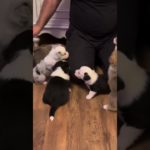 紀錄柯基犬生活點滴_1207 | Recording the life of Corgis #corgis #柯基犬 #柯基 #柯基小短腿 #corgi #可愛い #cutedog