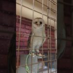 ふくろう日記1227