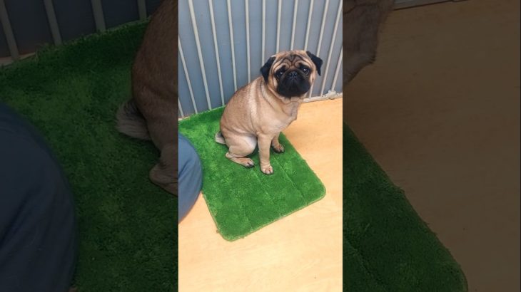 こんなに慣れた！パグ・ユヒ君2歳 #ペットホテル #パグ #犬 #トリミング #pug #dog #pethotel #佐野市