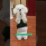 賢い小さな犬 (パート 20)