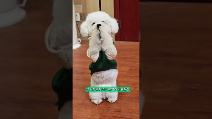 賢い小さな犬 (パート 20)