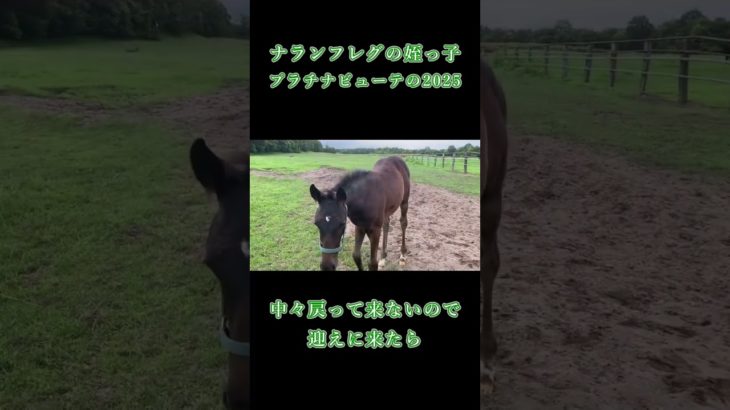 ナランフレグの姪っ子 プラチナビューティの2025 元気一杯成長中 #動物 #horse #競馬 #かわいい