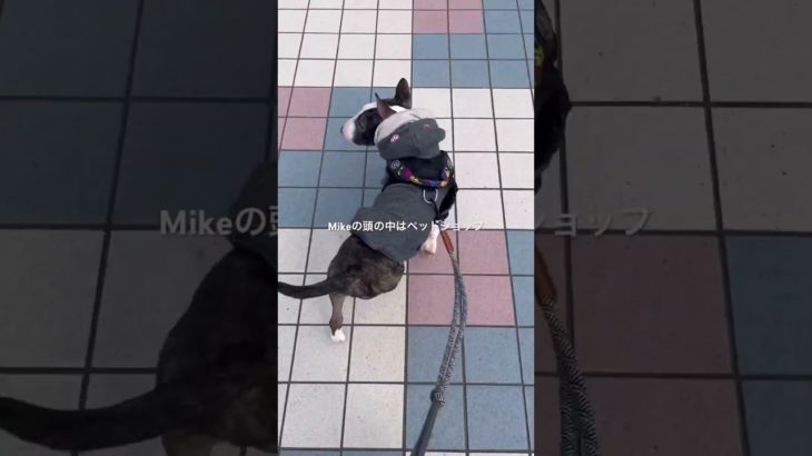 2025.1.5頭の中はペットショップ#ブルテリア#bullterrier#犬#犬との暮らし#愛犬#dog#可愛い#わんこ#お散歩#family#パピー #仔犬