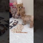 2026ペットパラダイス福袋 #dog #maltese #可愛い #福袋 #멍스타그램 #犬 #犬のいる生活 #マルプー