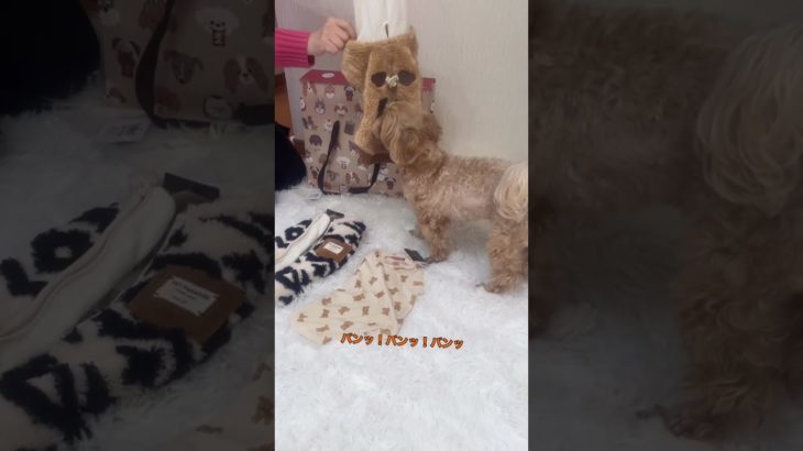 2026ペットパラダイス福袋 #dog #maltese #可愛い #福袋 #멍스타그램 #犬 #犬のいる生活 #マルプー