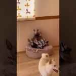 イタグレ山⛰️ #20260101おうちホテル#ペットホテル#ケージフリー#静岡県袋井市 #ワンコワークス#大型犬#小型犬#中型犬#犬のいる暮らし#イヌバーシティ