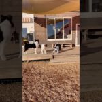 弟と遊びたいお姉ちゃん🐶🐾 #20260110おうちホテル#ペットホテル#ケージフリー#静岡県袋井市 #ワンコワークス#大型犬#小型犬#中型犬#犬のいる暮らし#イヌバーシティ